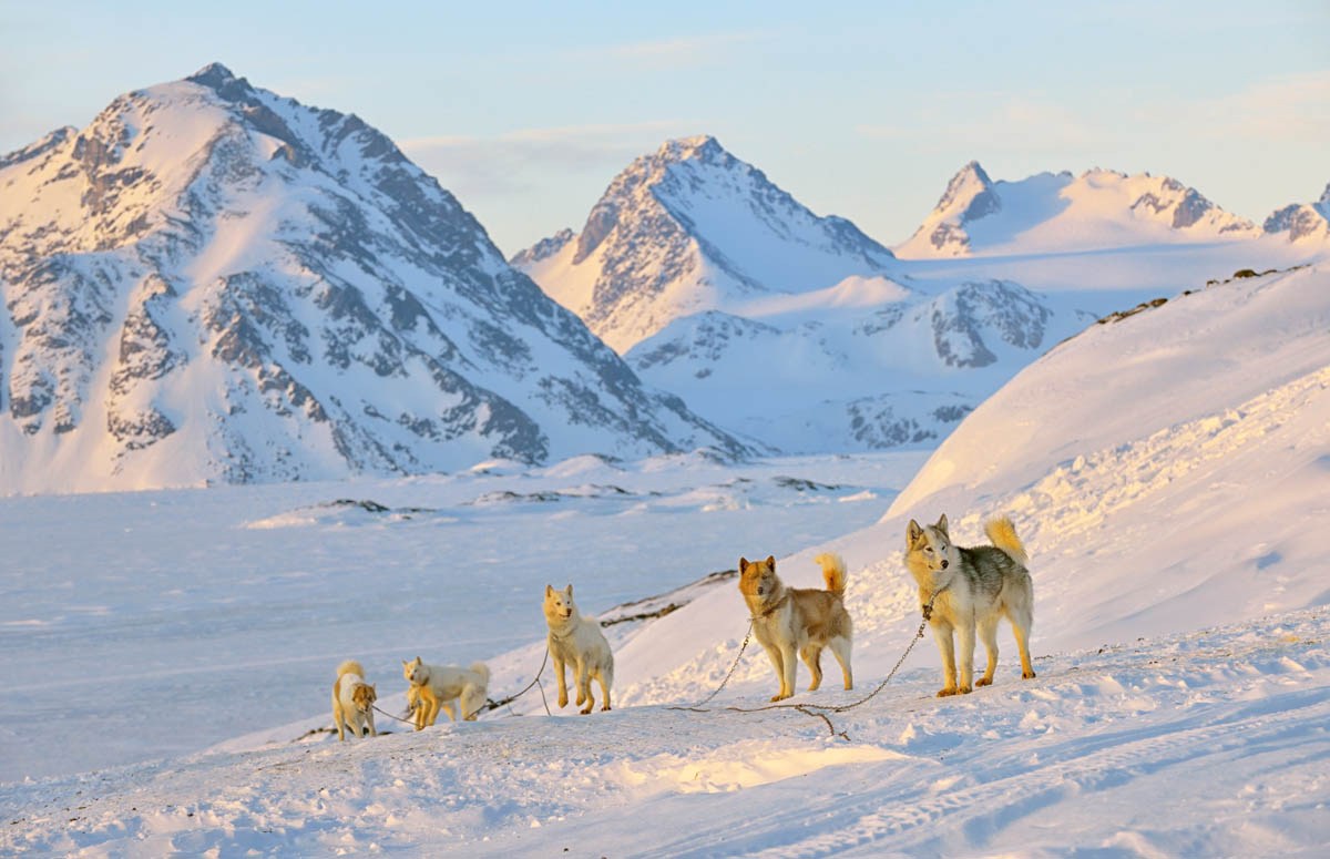Slitta trainata dai cani Huski in Groenlandia