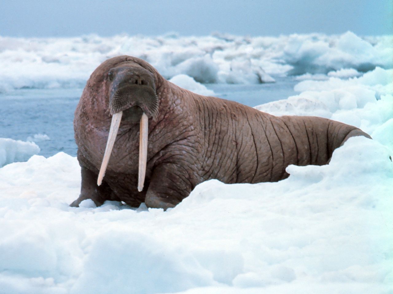 Animali della Groenlandia