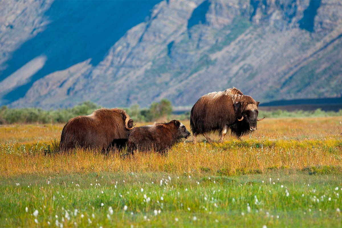 Buoi muschiati nella tundra artica, Groenlandia