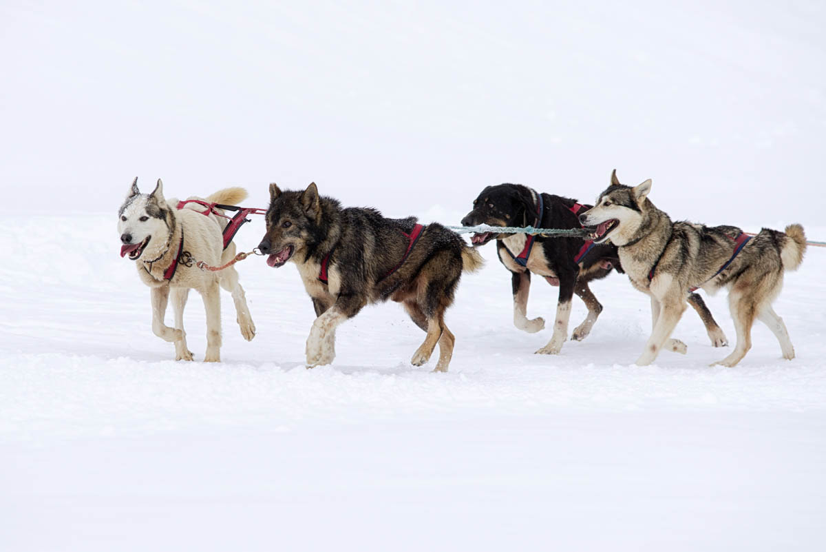 Dog sledding Groenlandia