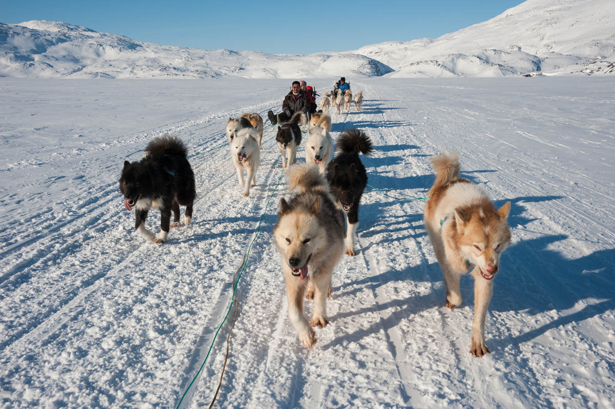 Slitta trainata dai cani in Groenlandia