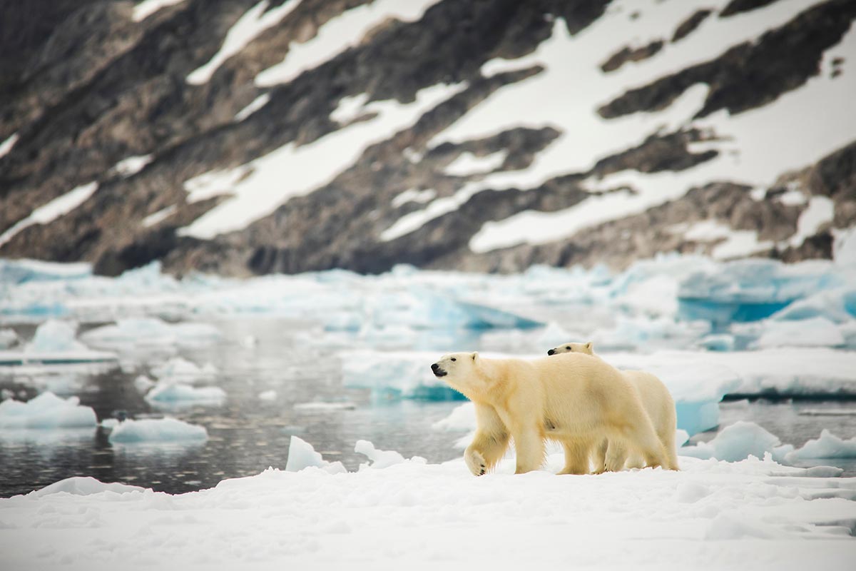 Femmina di orso polare con il suo cucciolo