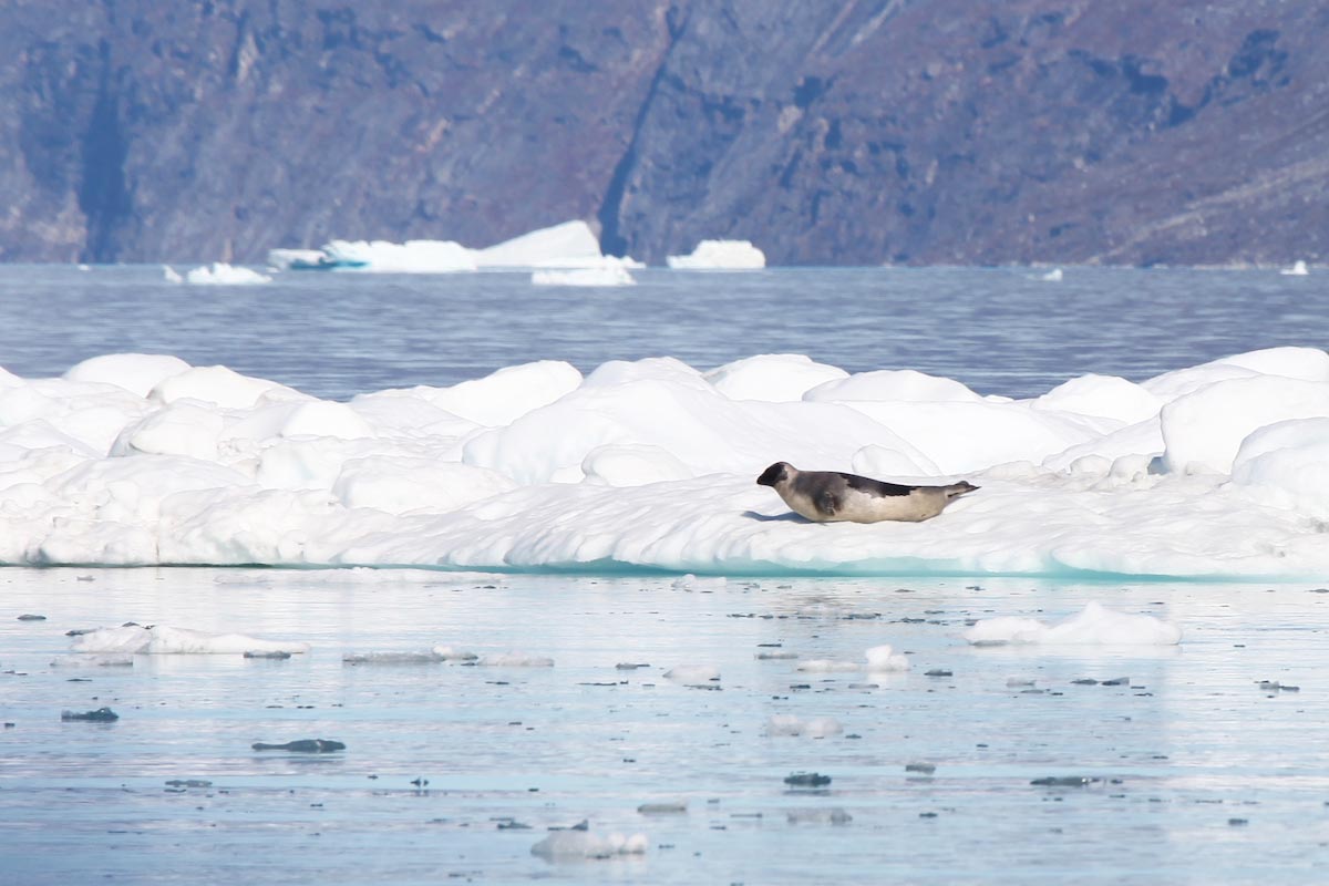 foca groenlandia
