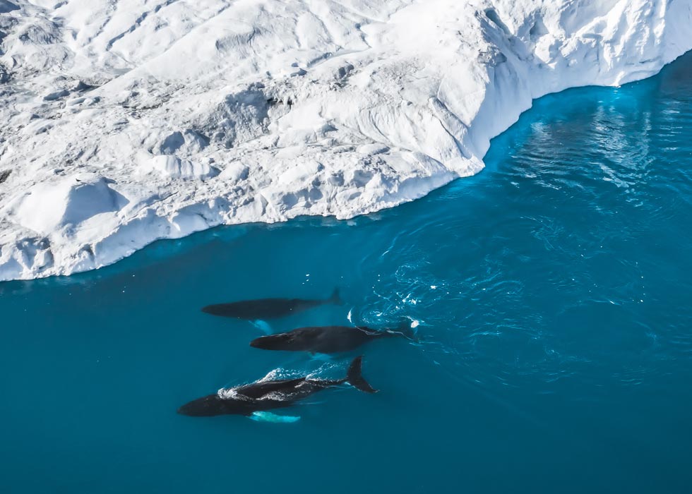 ilulissat groenlandia