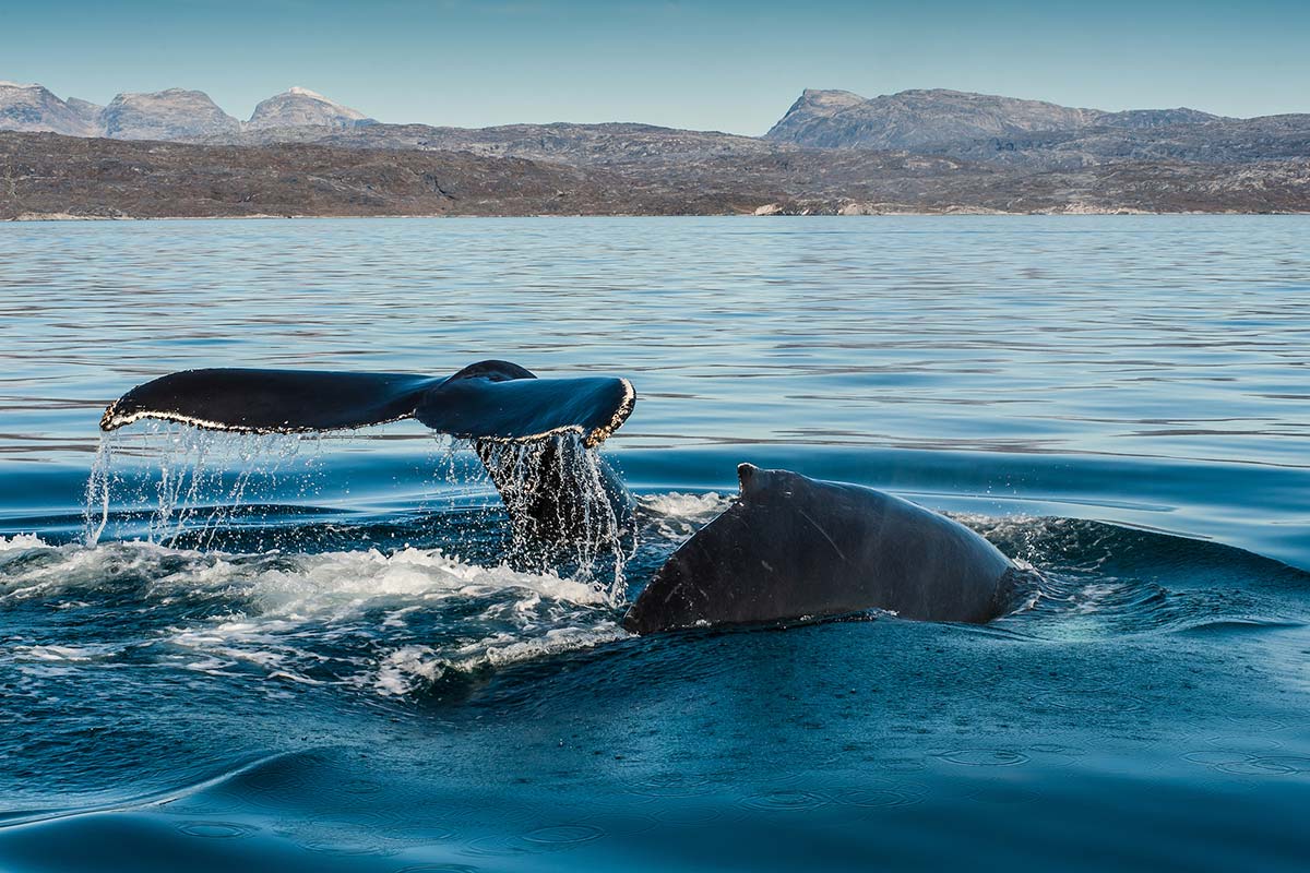 balena groenlandia
