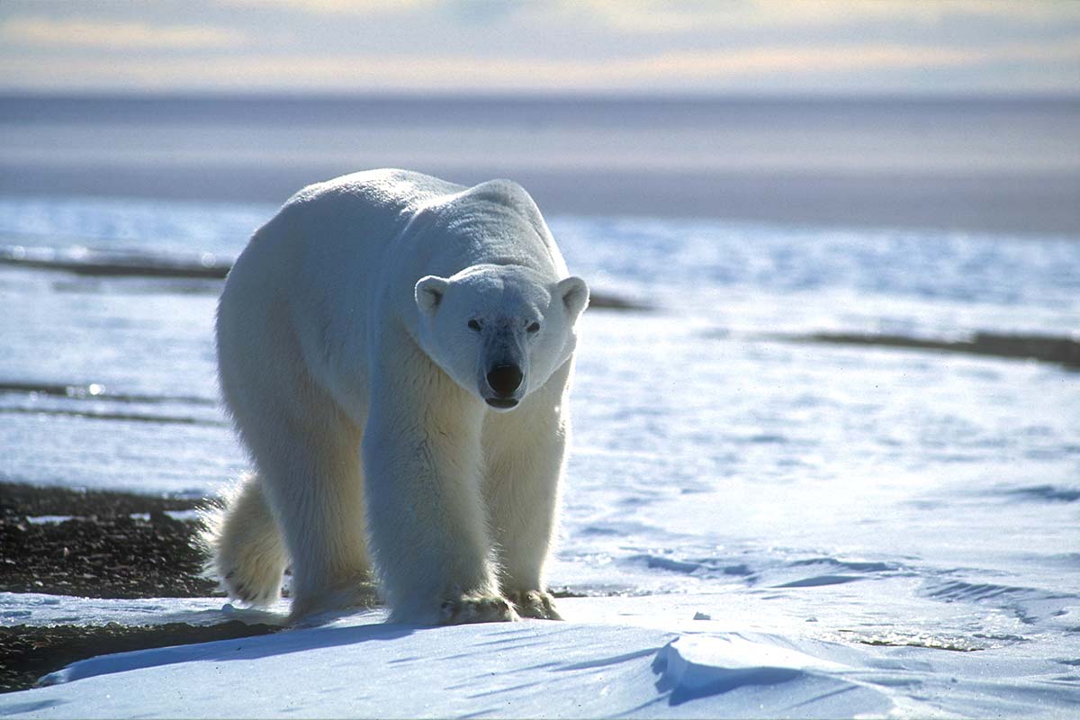 orso polare groenlandia