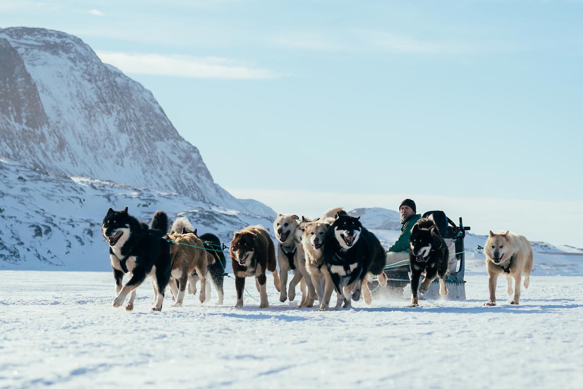 Husky groenlandesi con il loro musher