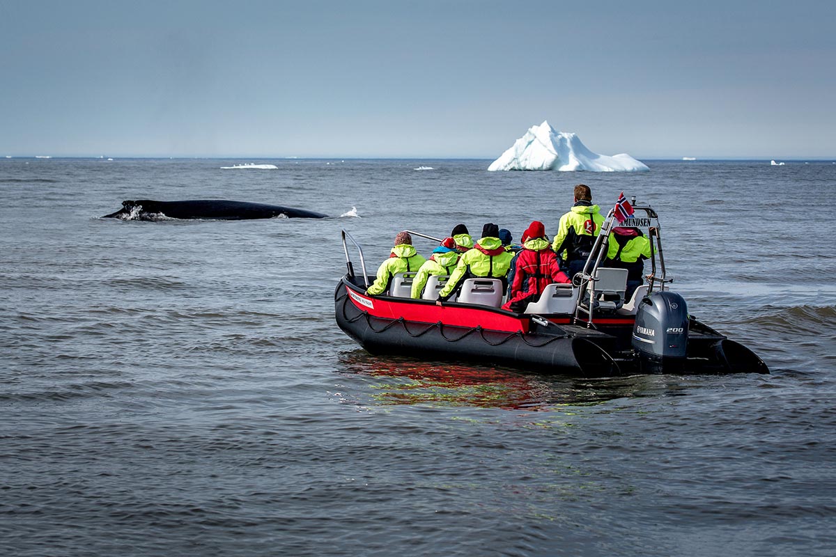 Tour di avvistamento delle balene a Qeqertarsuaq in Groenlandia