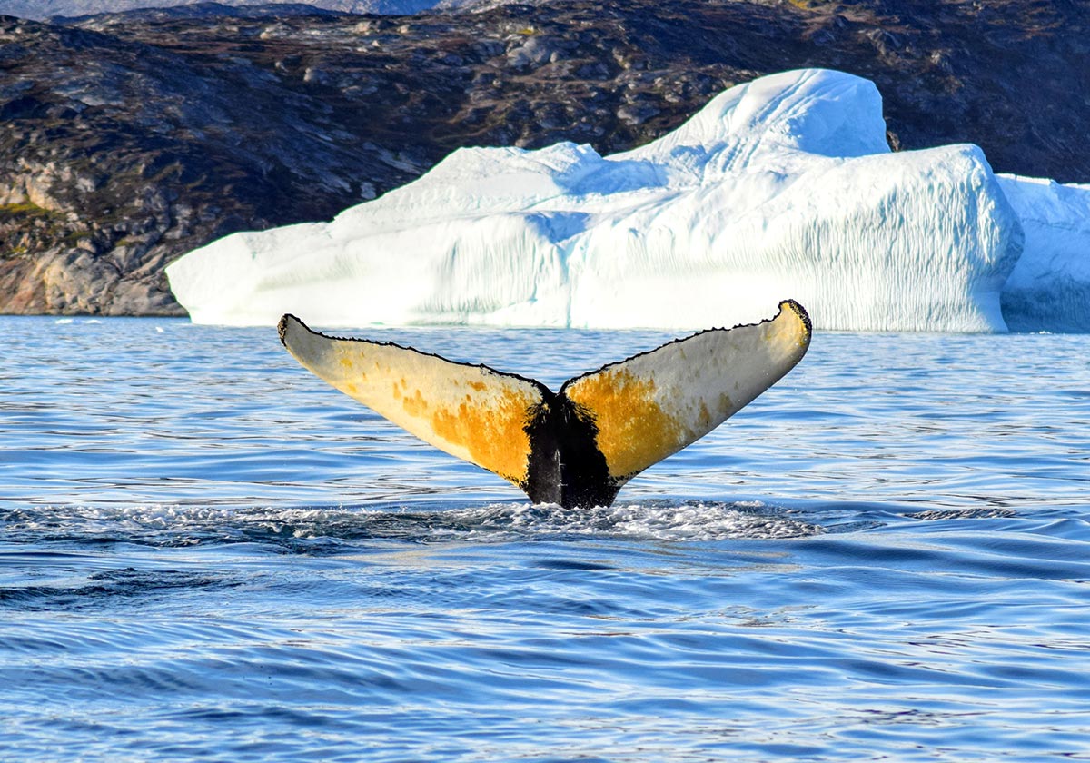 Balena nelle acque vicino a Tasiilaq, Groenalndia.