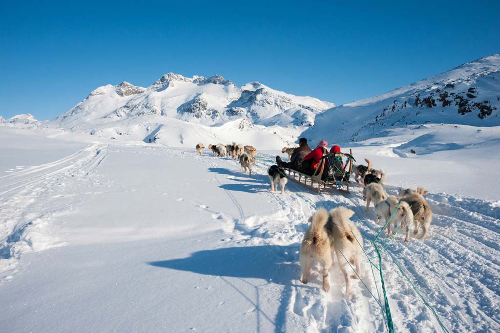 cani da slitta in groenlandia