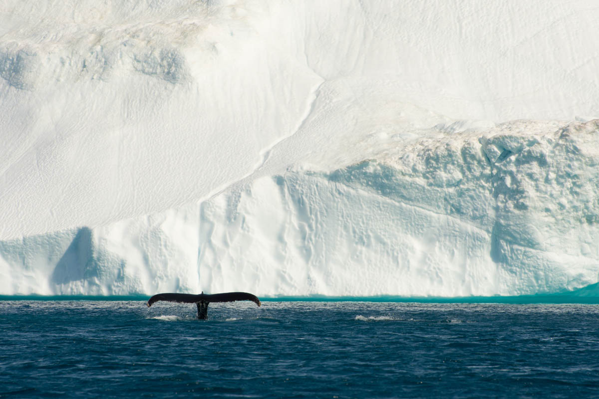 LA CITTA' DEGLI ICEBERG, WEEKEND IN ILULISSAT