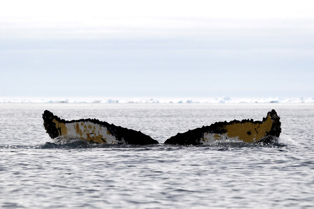 groenlandia baia disko balene